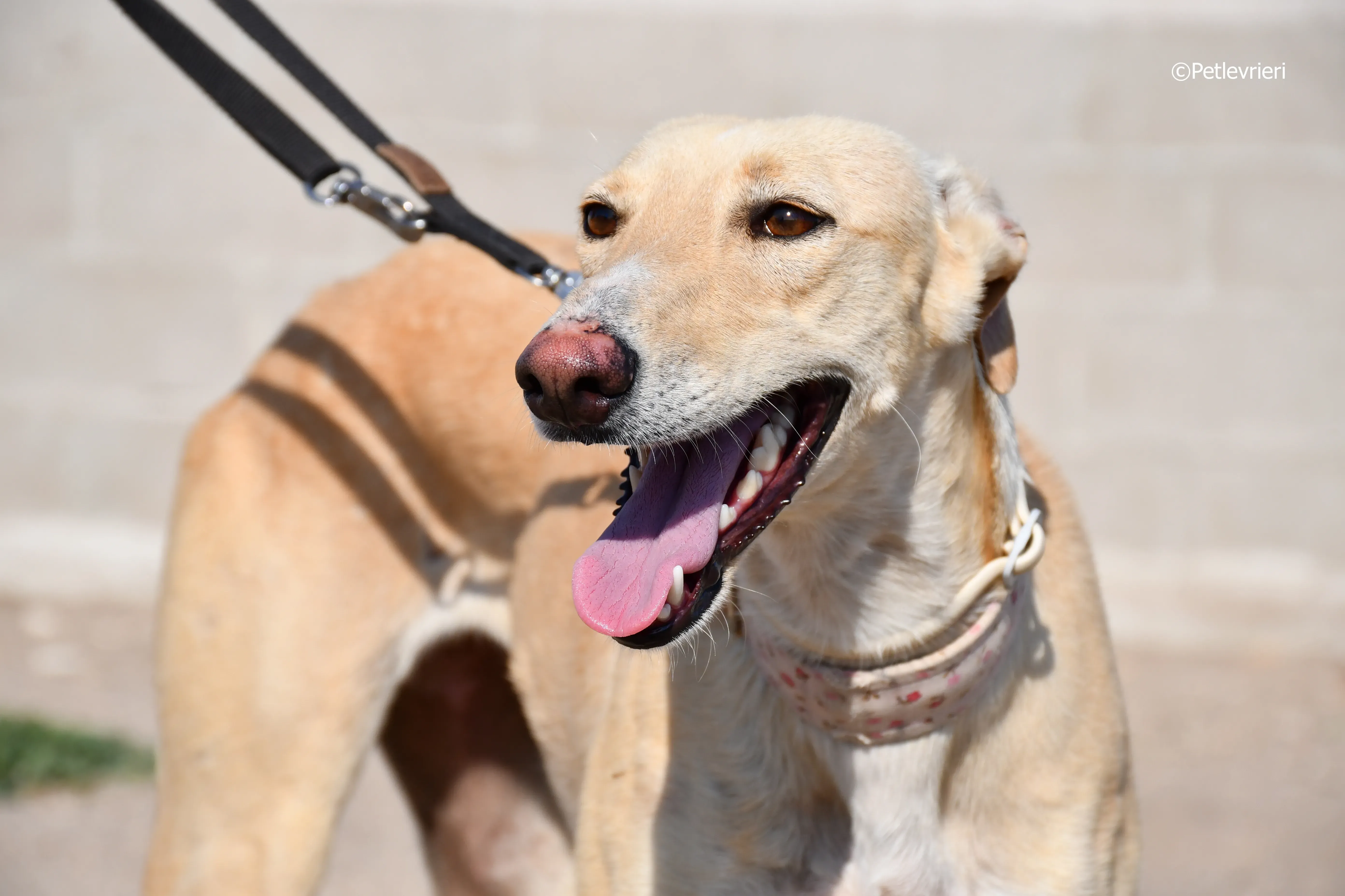 katrina adozione levrieri galgo 8