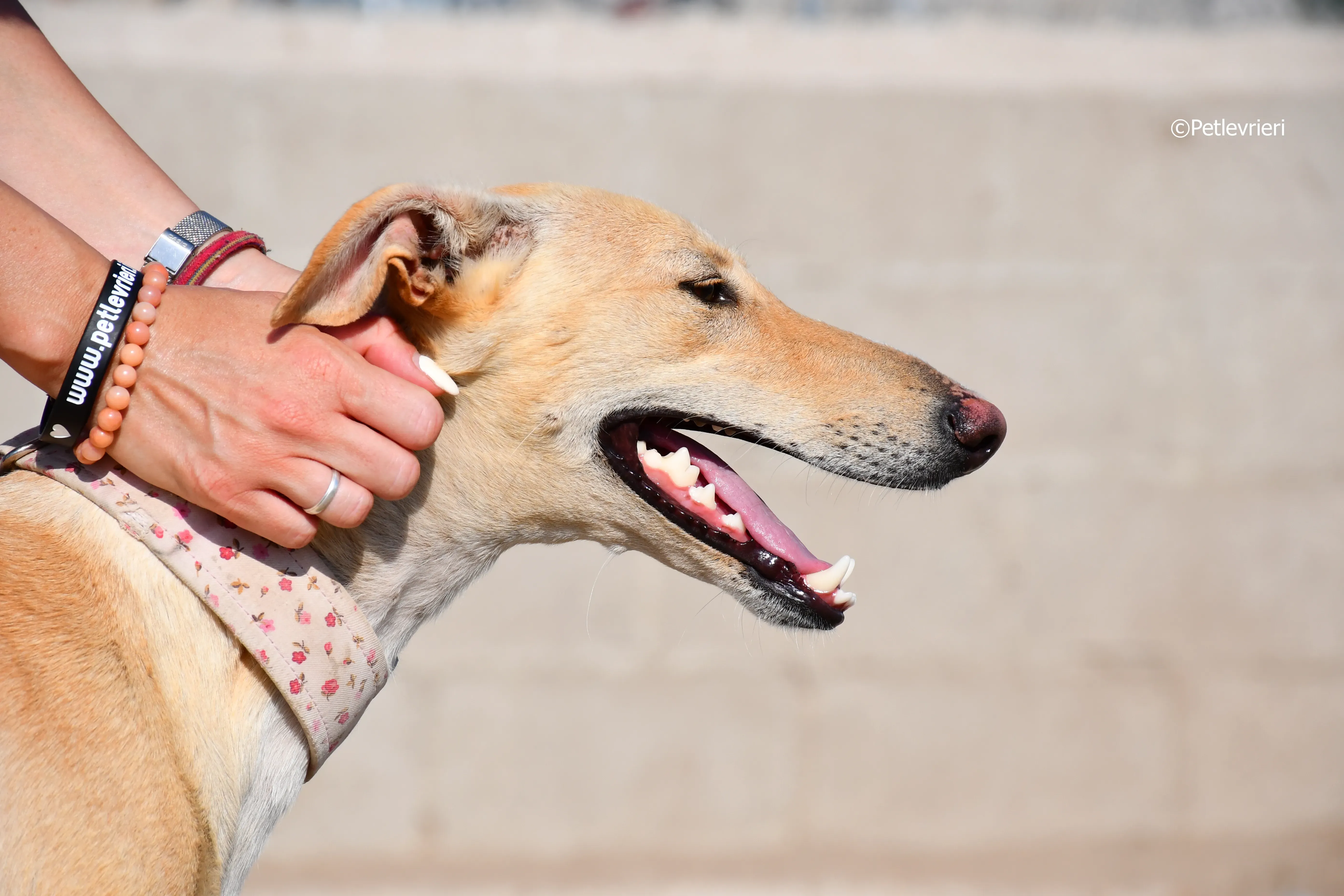 katrina adozione levrieri galgo 9