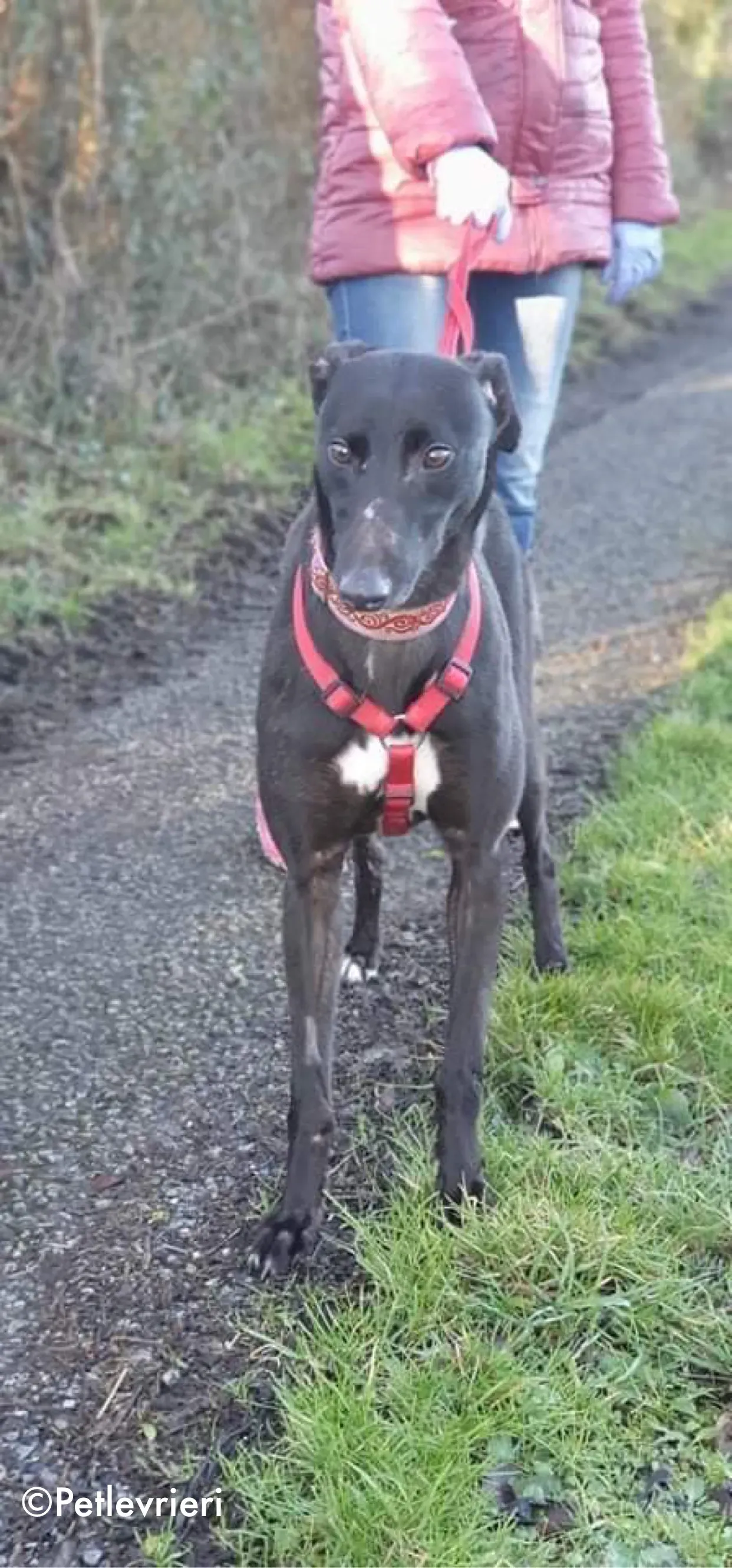 kaur adozione levrieri greyhound 1