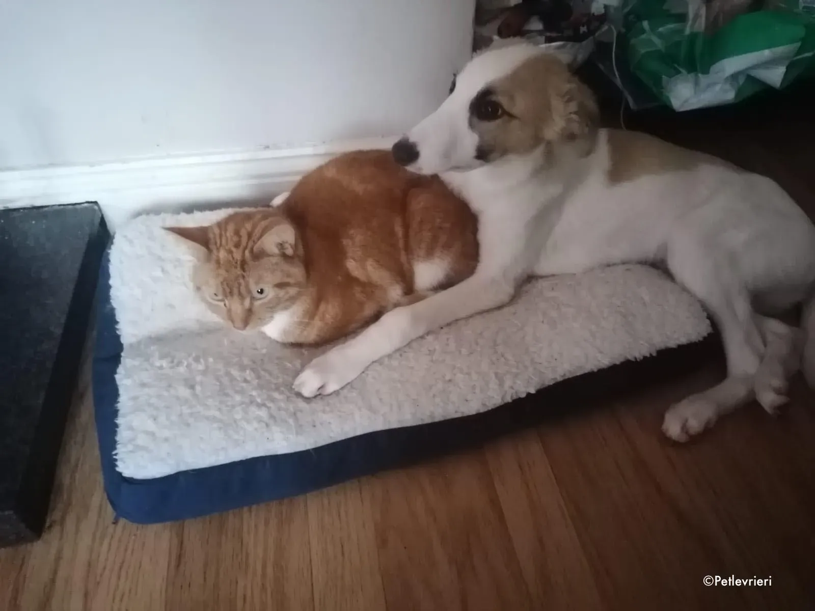 keiko adozione levrieri greyhound 1 1