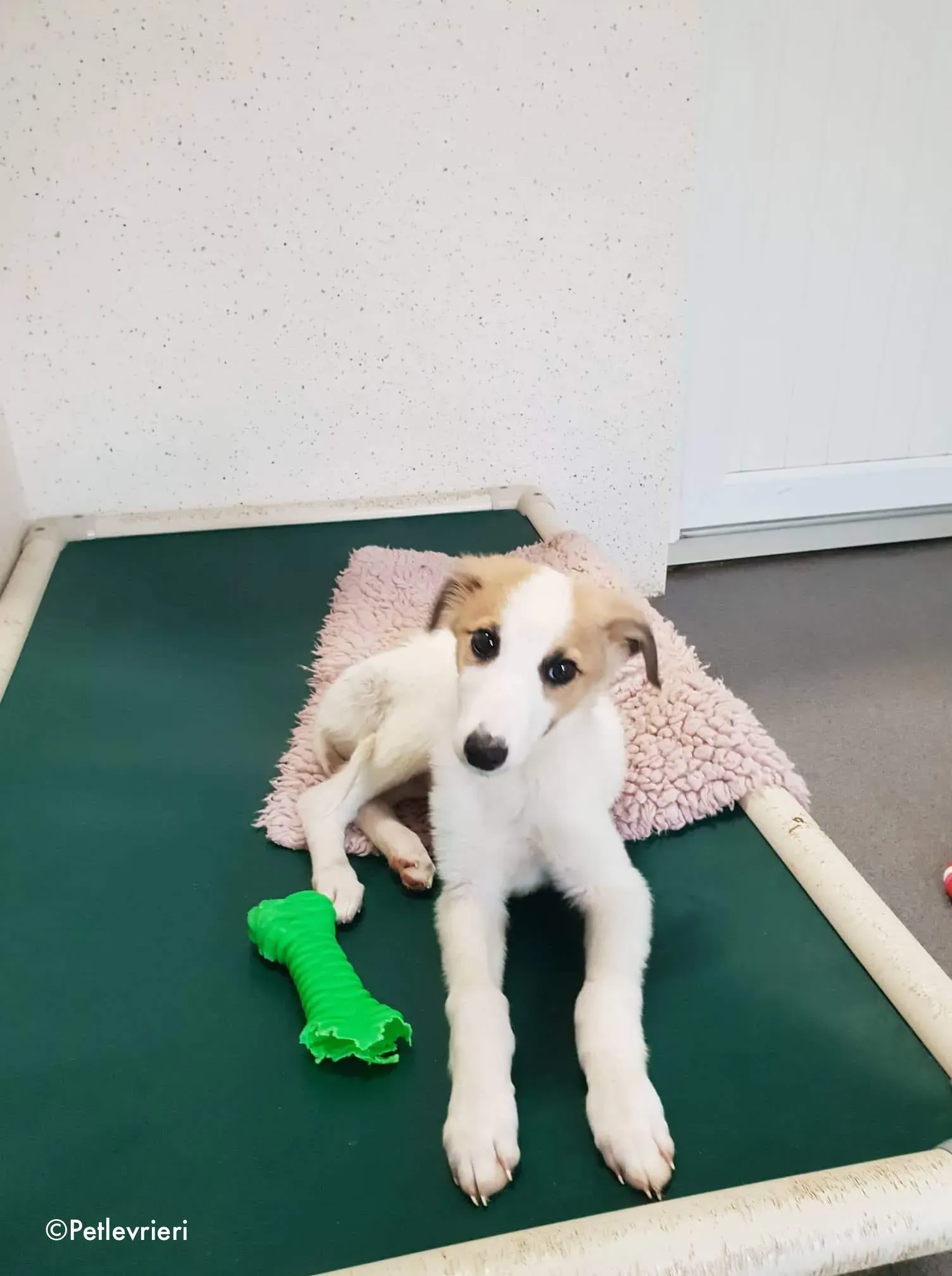 keiko adozione levrieri greyhound 10