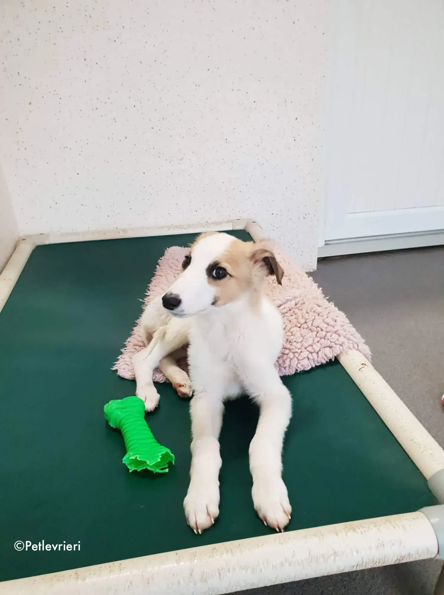 keiko adozione levrieri greyhound 11