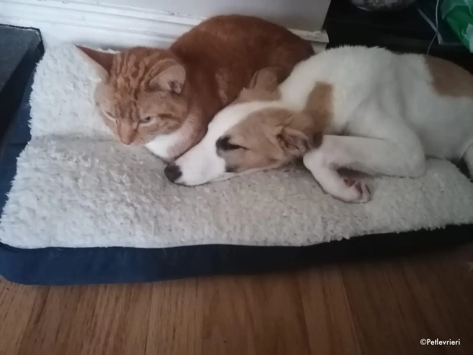 keiko adozione levrieri greyhound 2 1