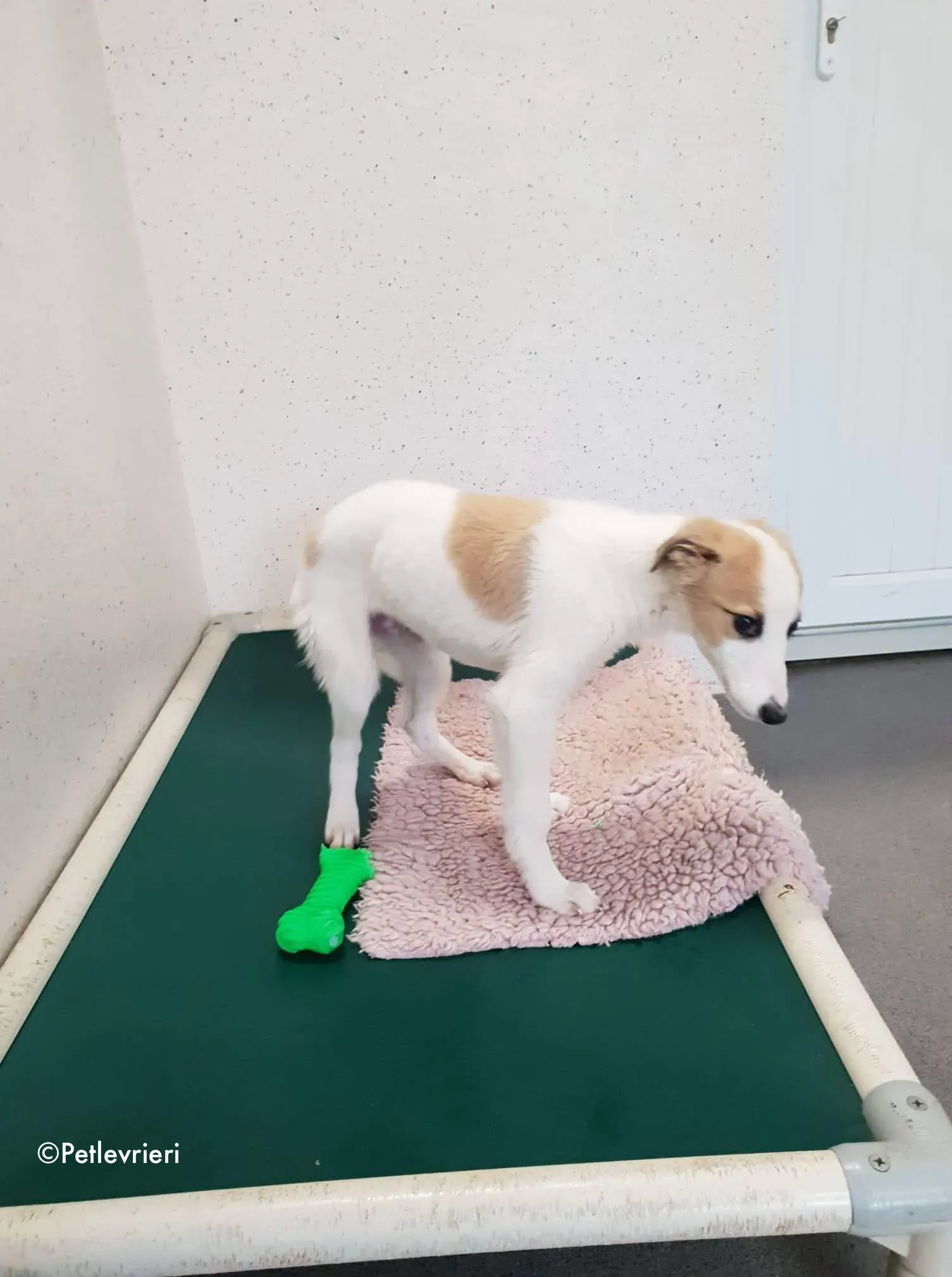 keiko adozione levrieri greyhound 3