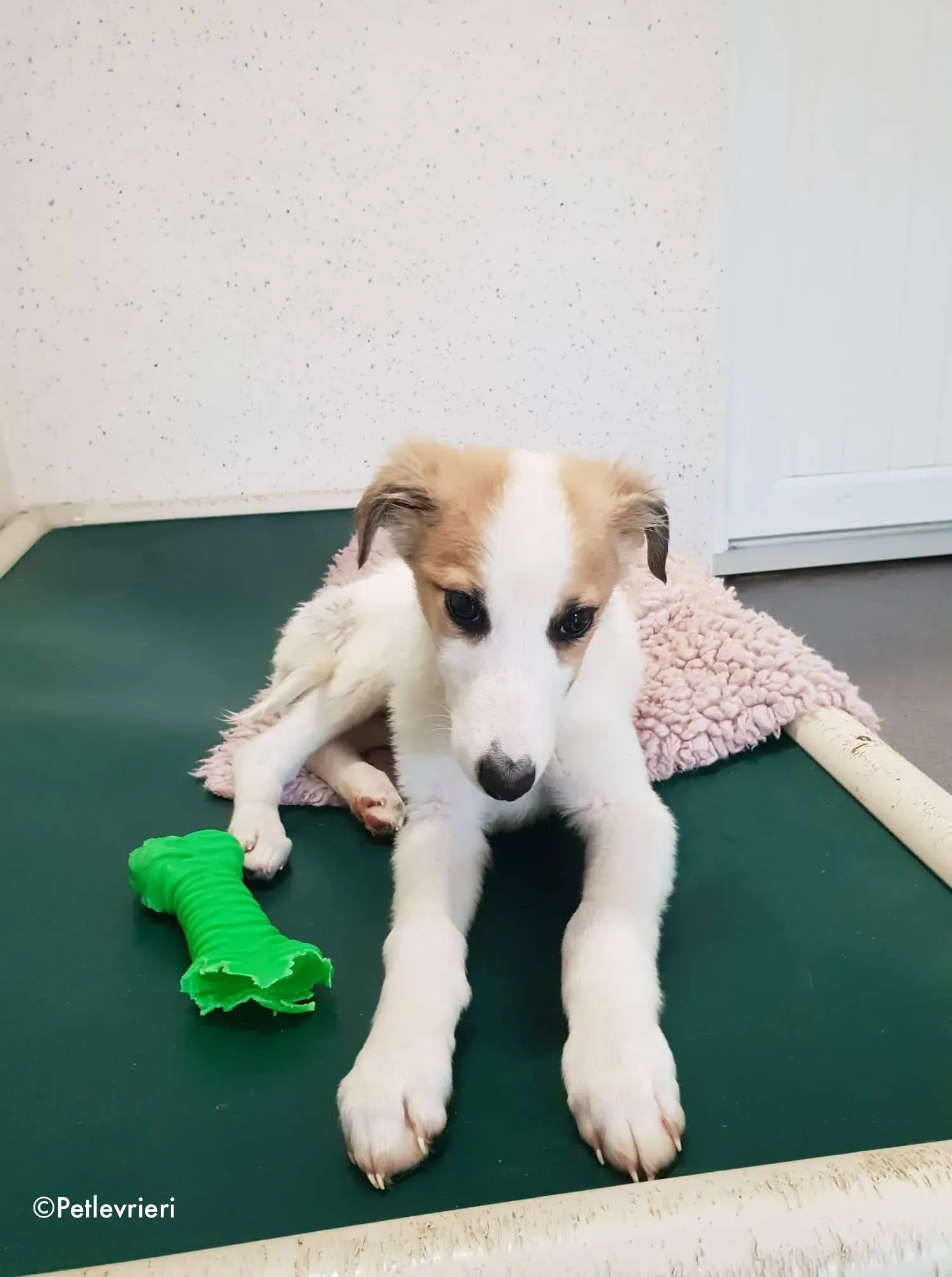 keiko adozione levrieri greyhound 4