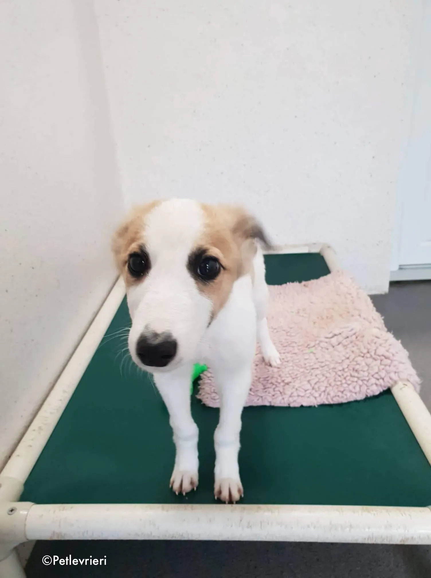 keiko adozione levrieri greyhound 5