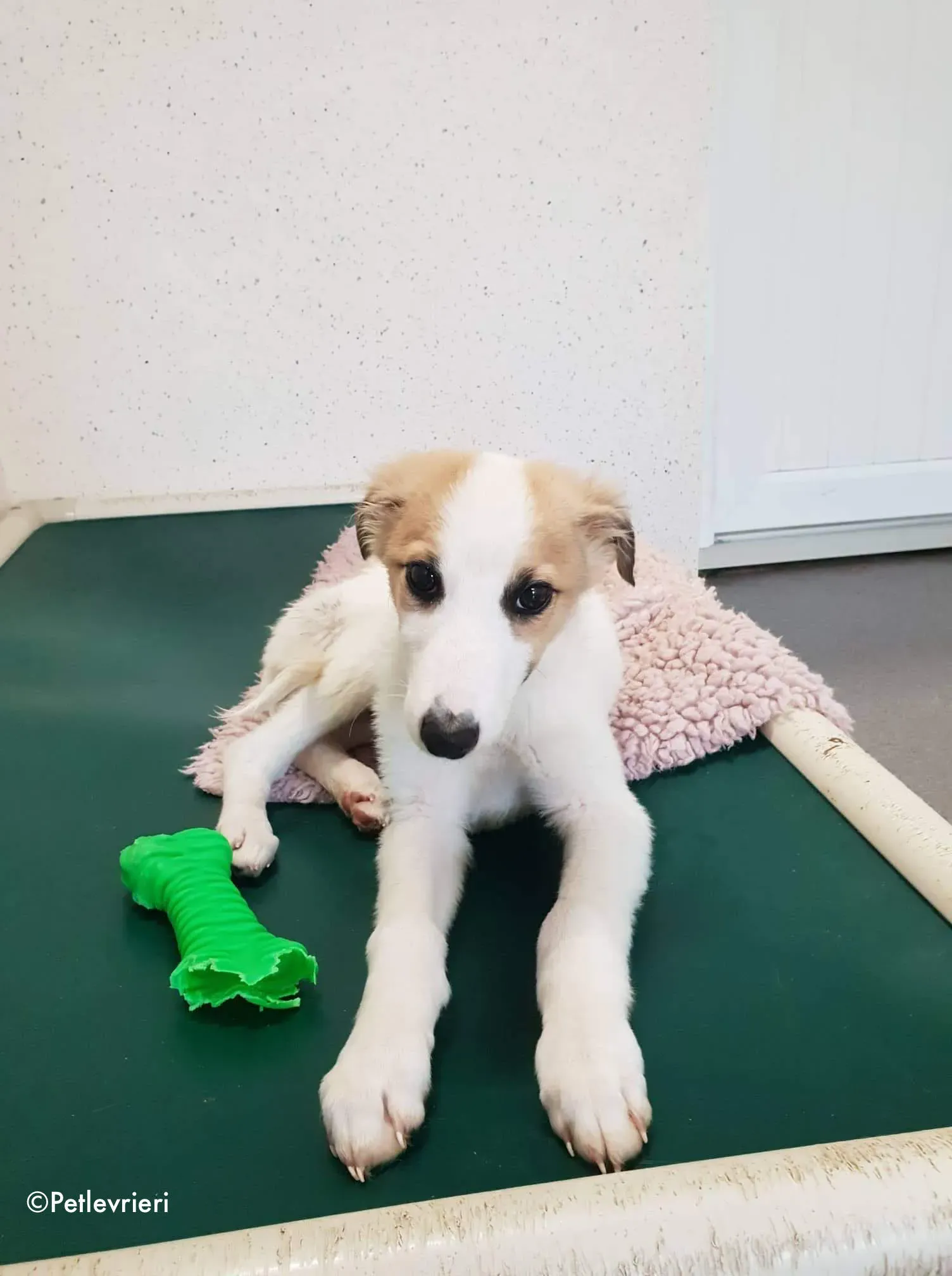 keiko adozione levrieri greyhound 6