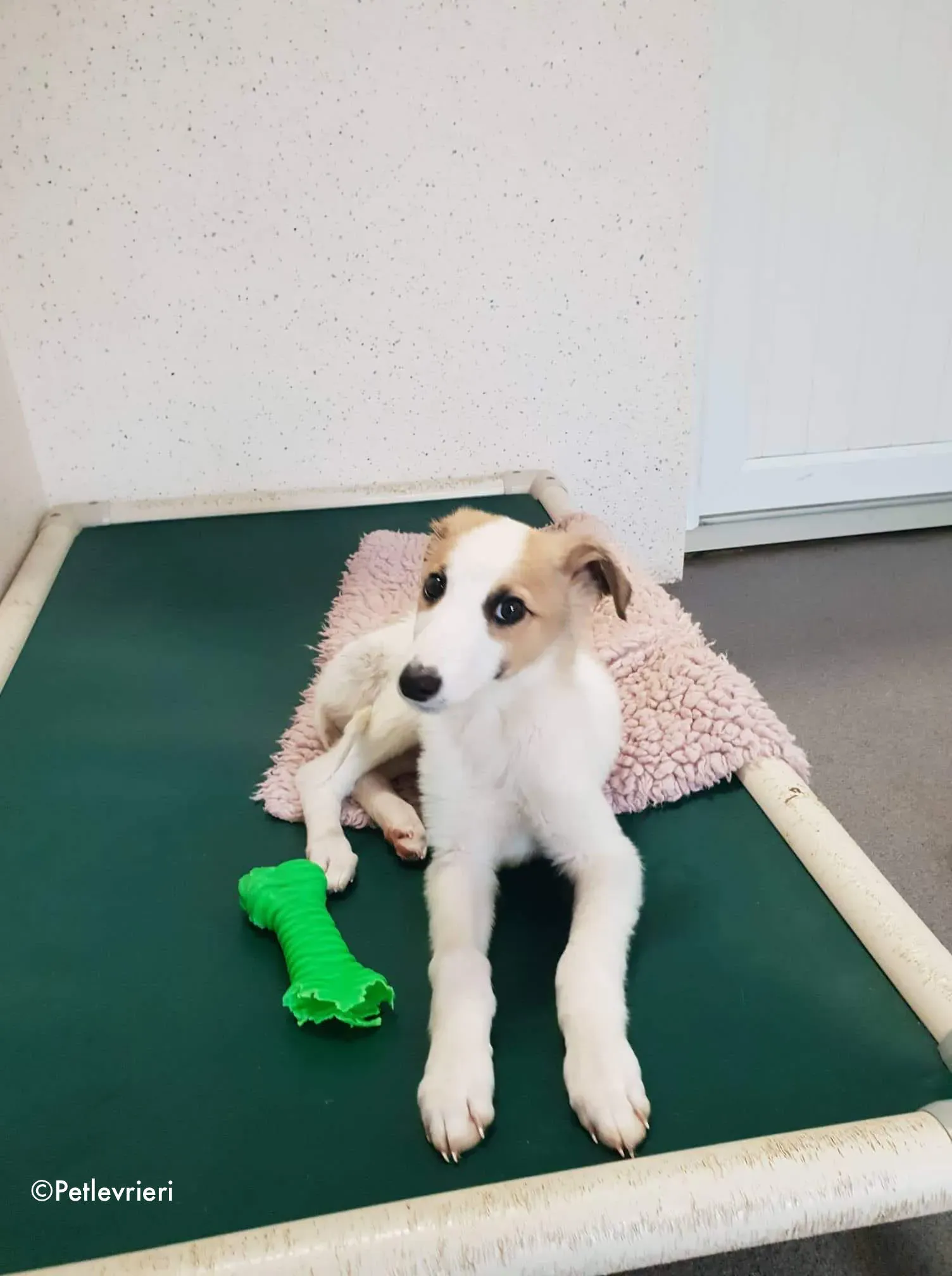 keiko adozione levrieri greyhound 7