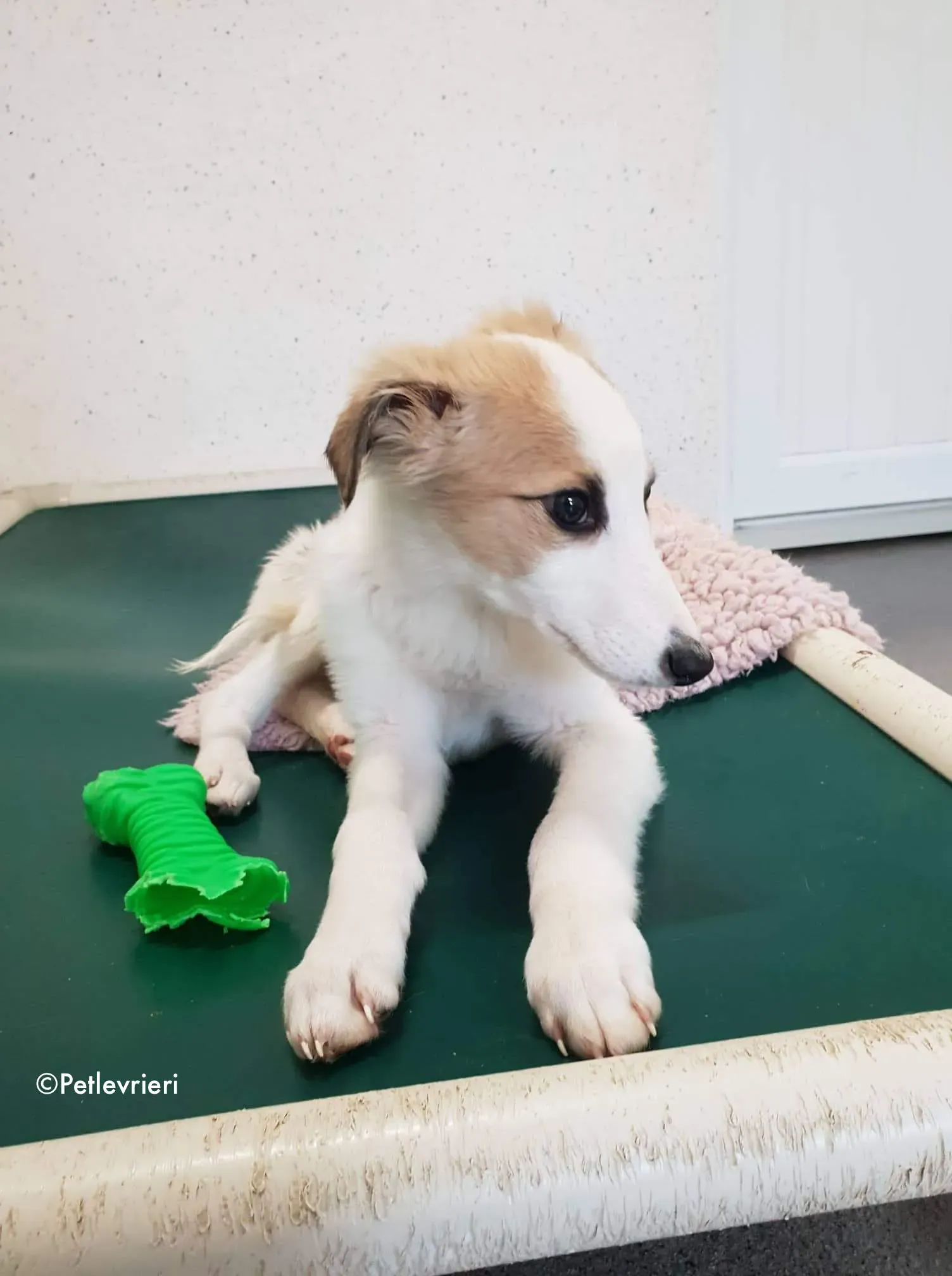 keiko adozione levrieri greyhound 8