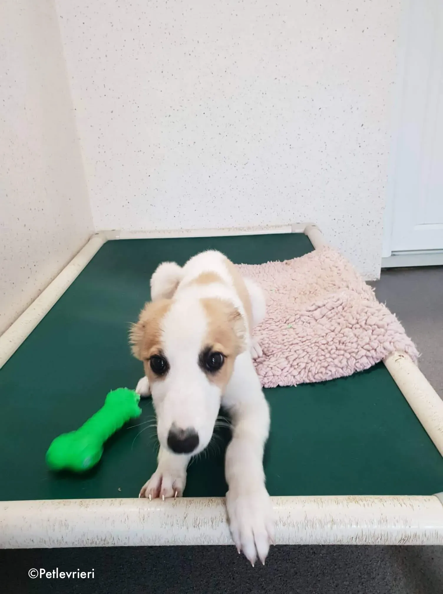 keiko adozione levrieri greyhound 9