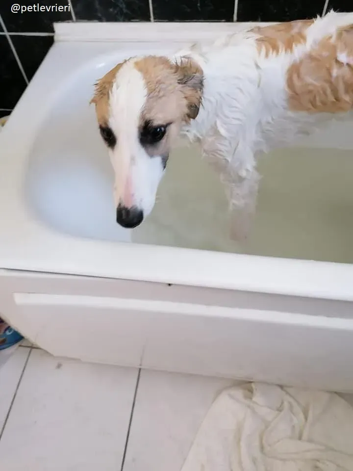 keiko adozione lurcher 1