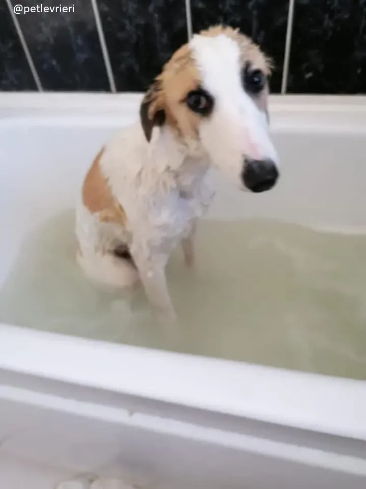 keiko adozione lurcher 2