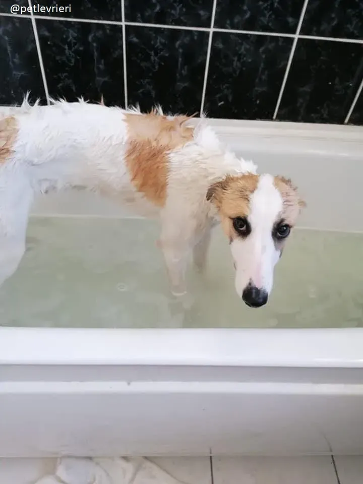 keiko adozione lurcher