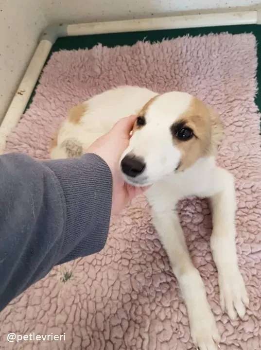 keiko lurcher adozione 1