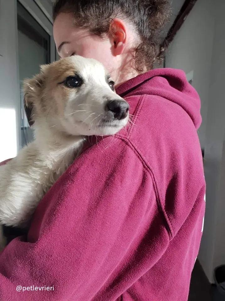 keiko lurcher adozione 10