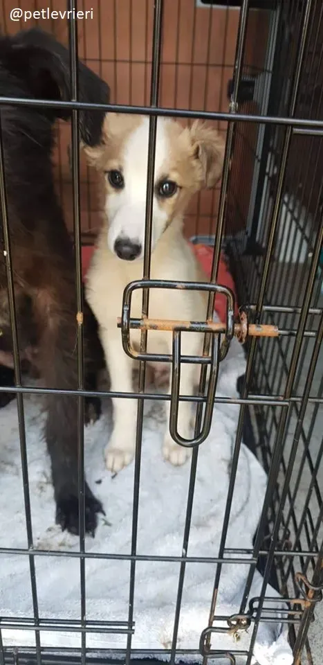 keiko lurcher adozione 11