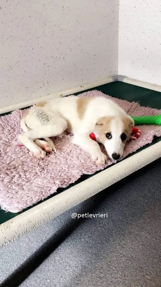 keiko lurcher adozione 12