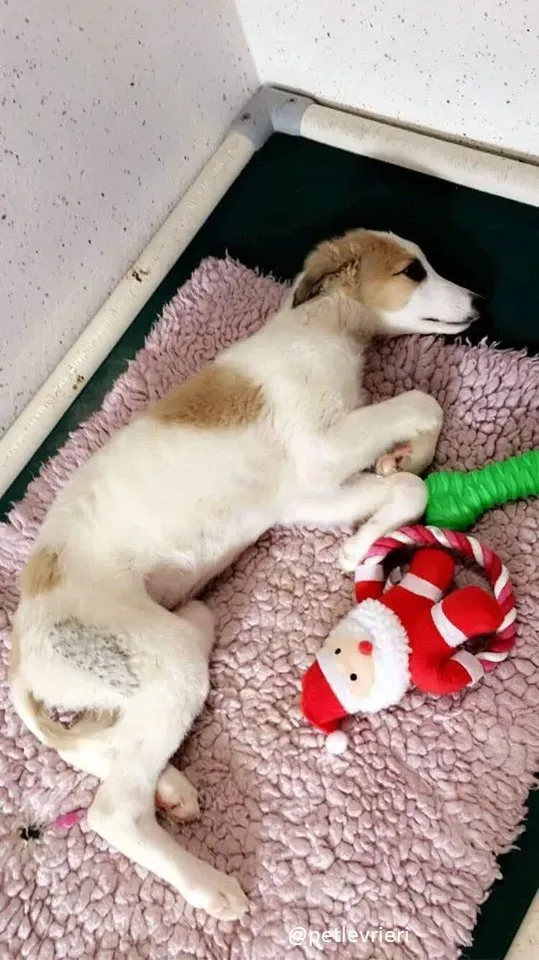 keiko lurcher adozione 13