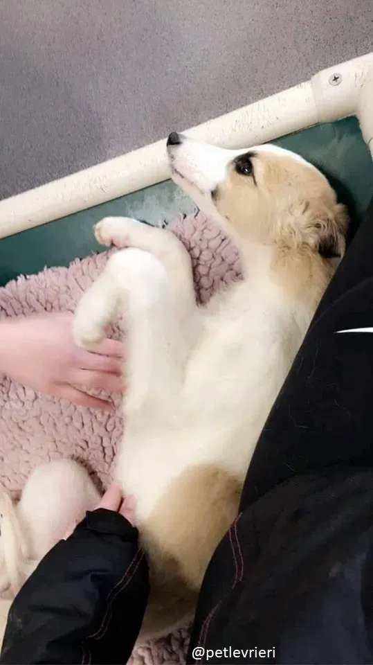 keiko lurcher adozione 14