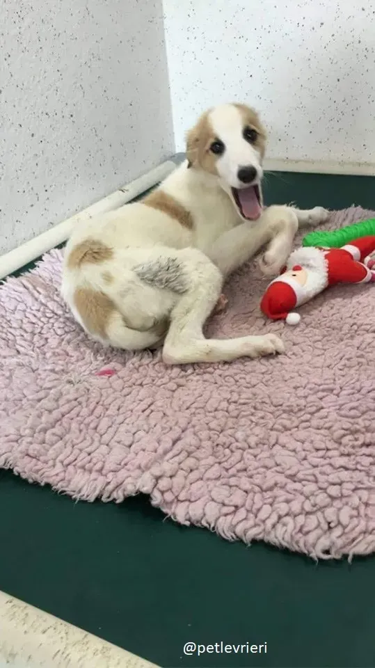 keiko lurcher adozione 15