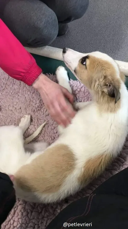 keiko lurcher adozione 16