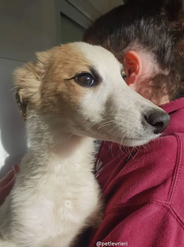 keiko lurcher adozione 3