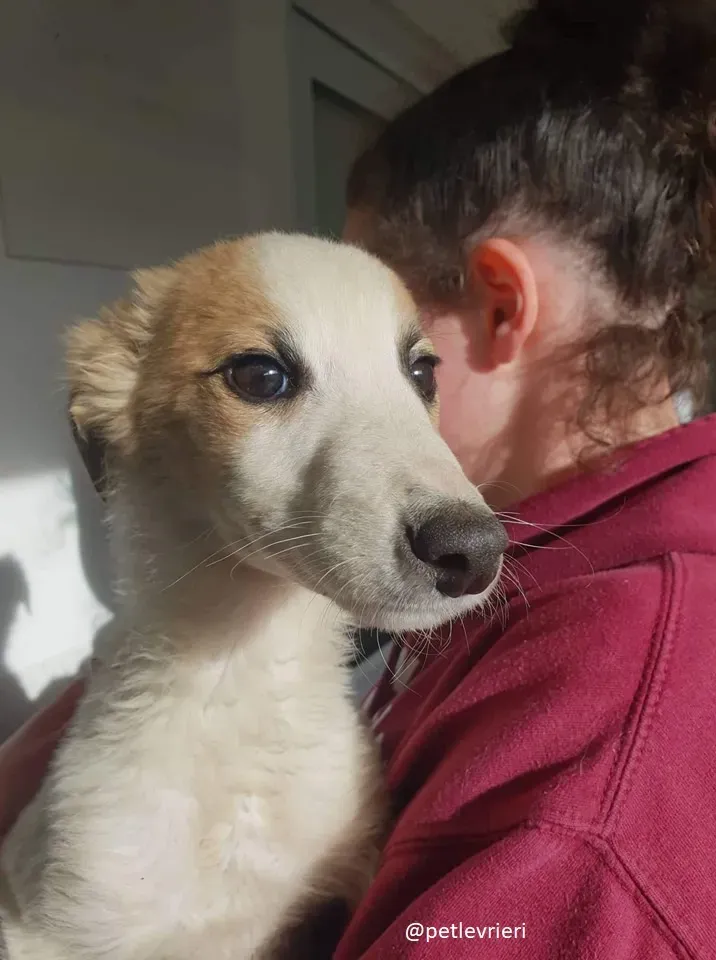 keiko lurcher adozione 4