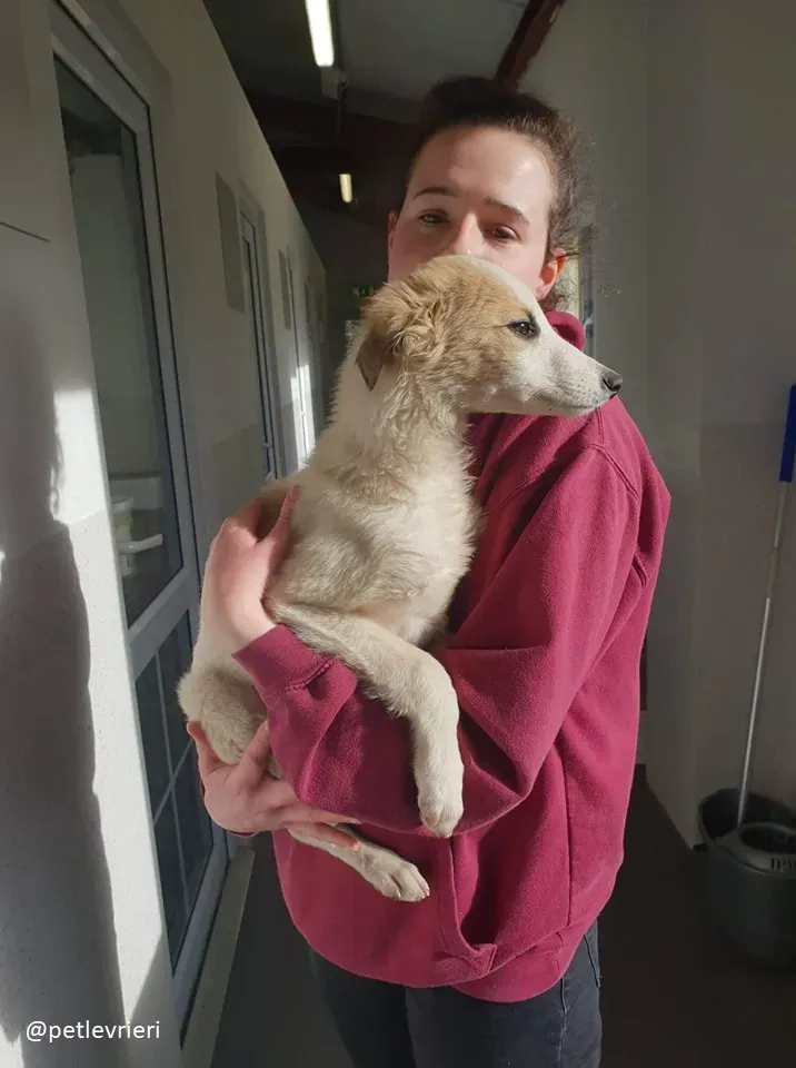 keiko lurcher adozione 5