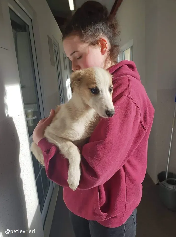 keiko lurcher adozione 6