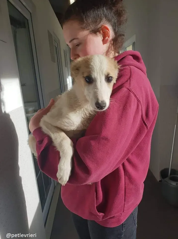 keiko lurcher adozione 7