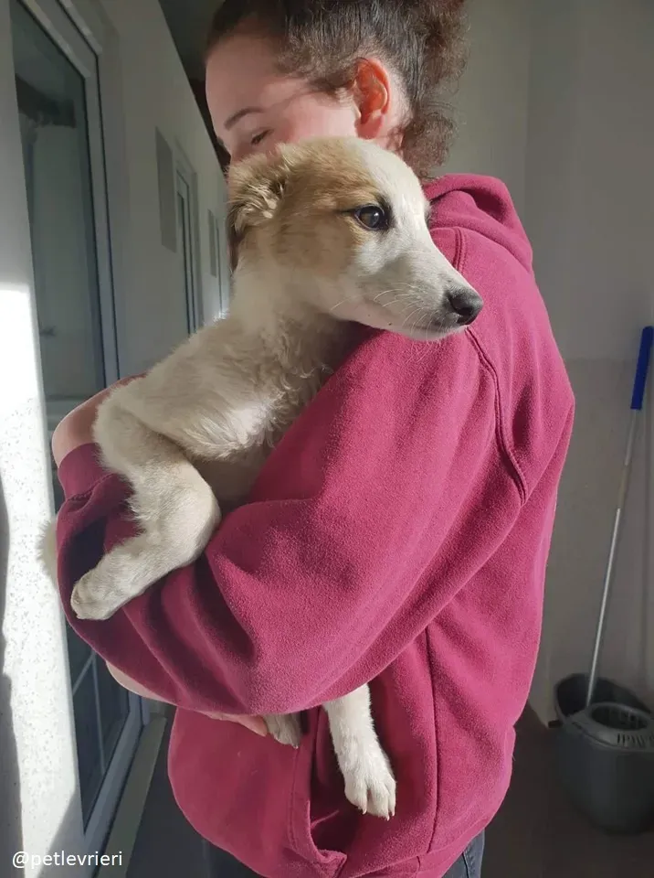 keiko lurcher adozione 8