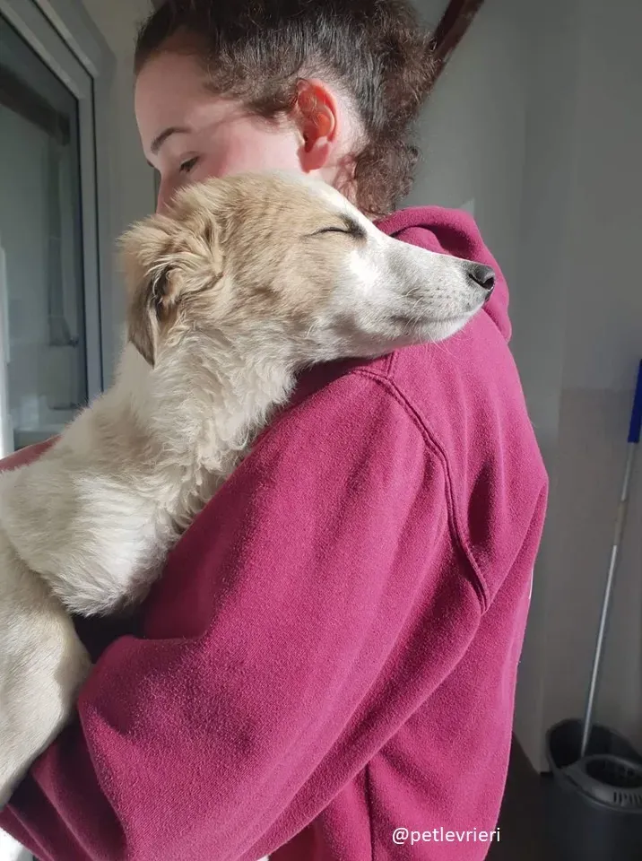 keiko lurcher adozione 9