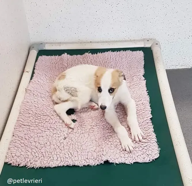 keiko lurcher adozione