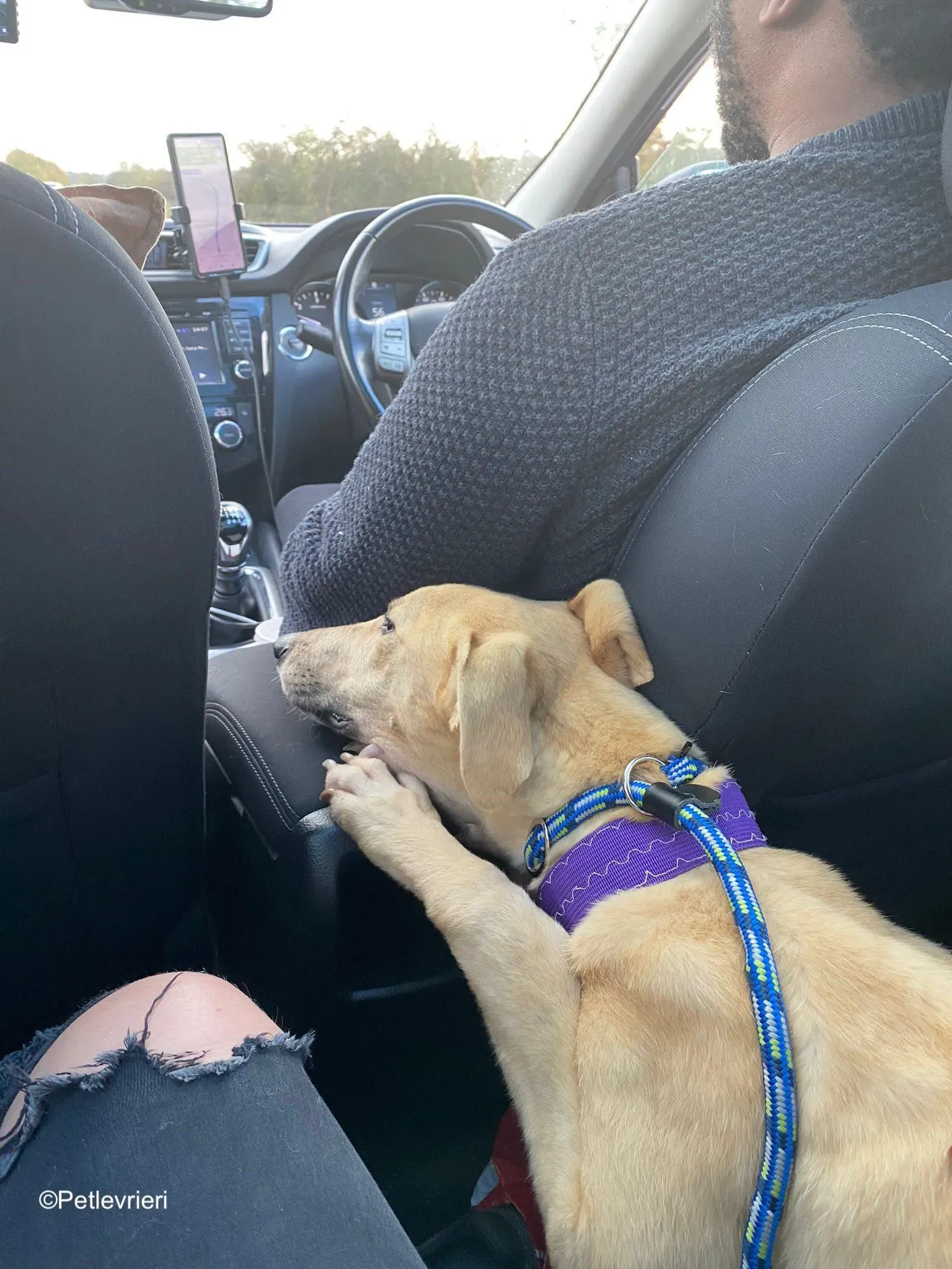 keith adozione levrieri greyhound 1