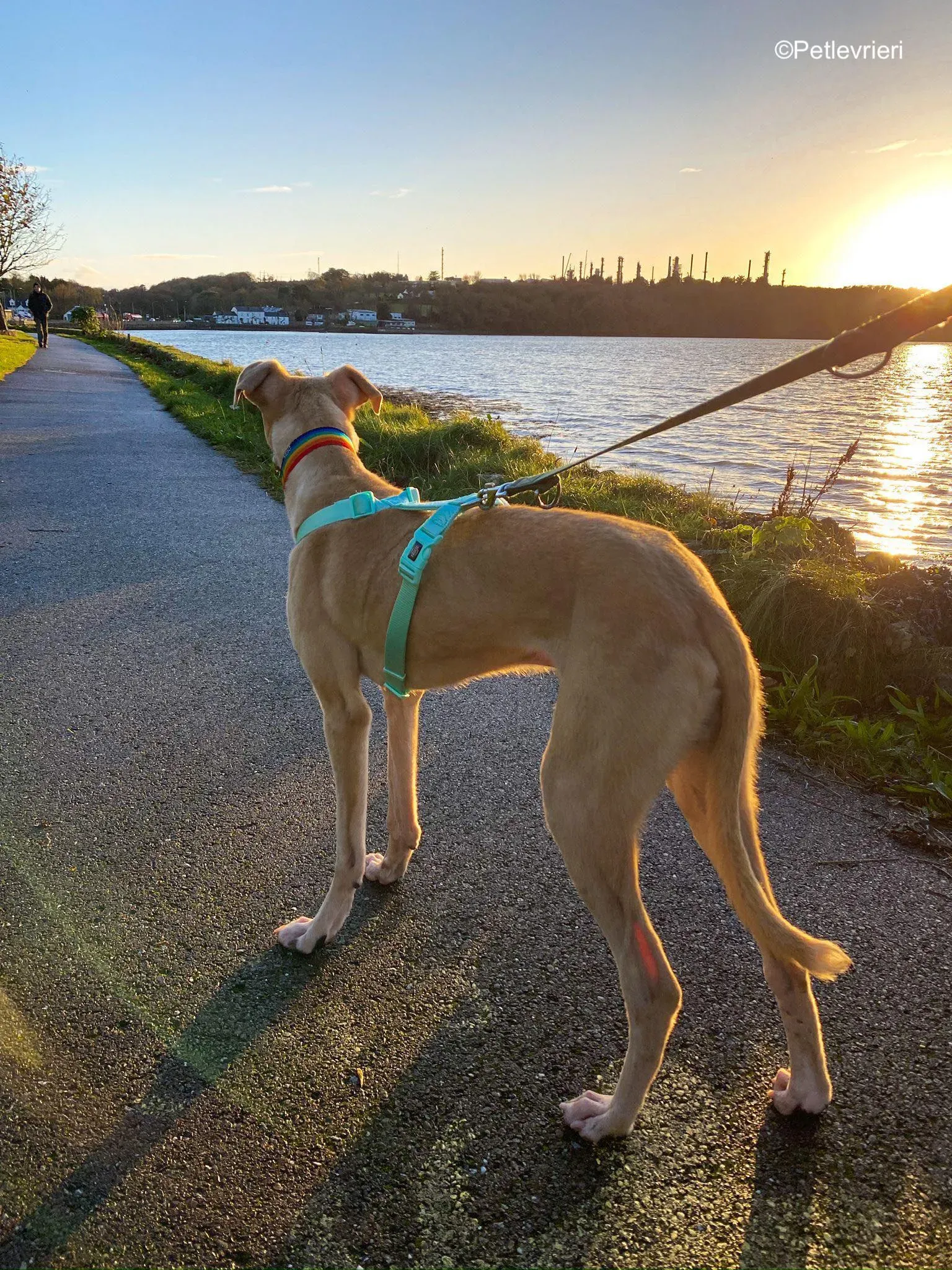 keith adozione levrieri greyhound 10