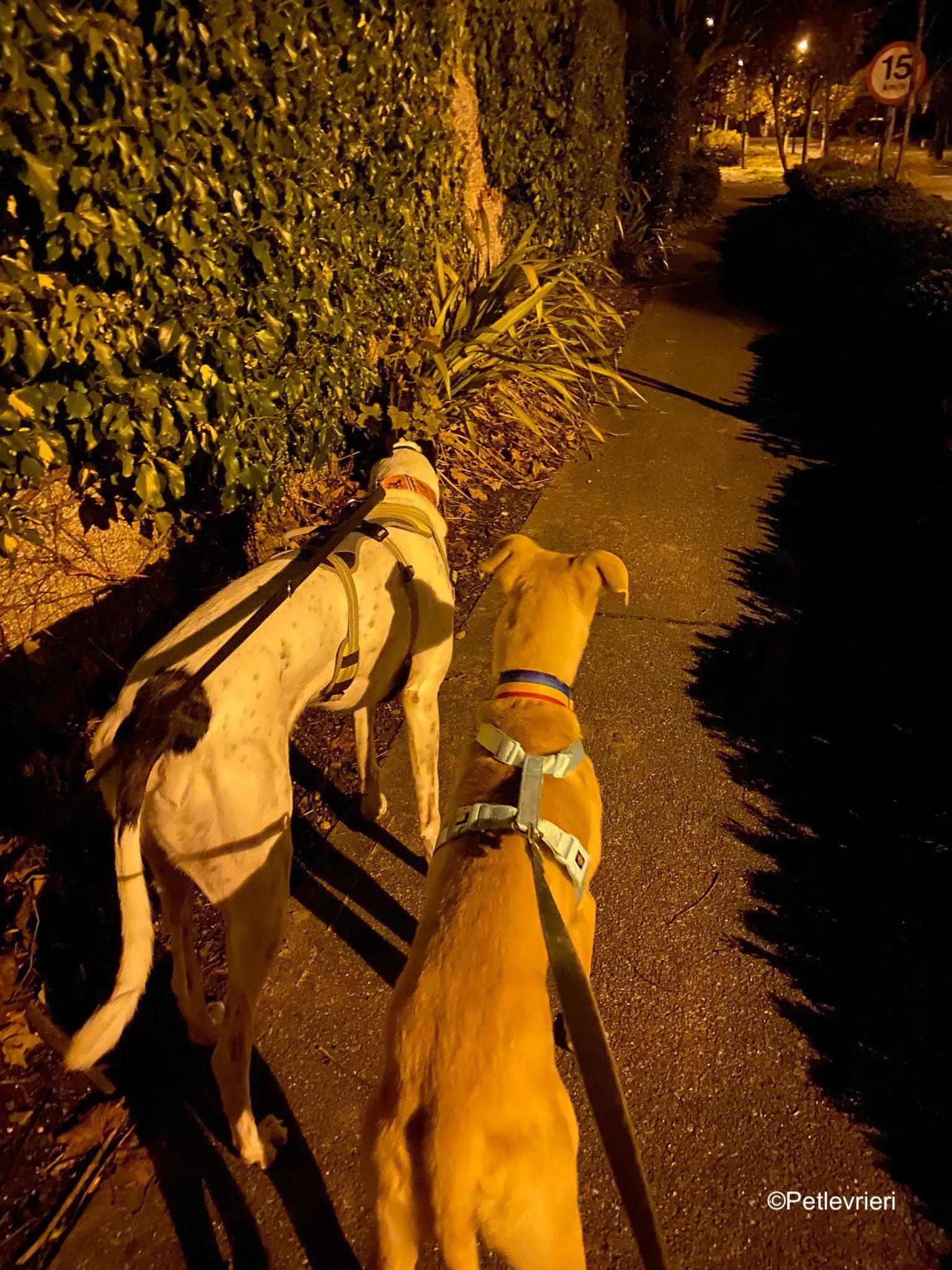 keith adozione levrieri greyhound 11