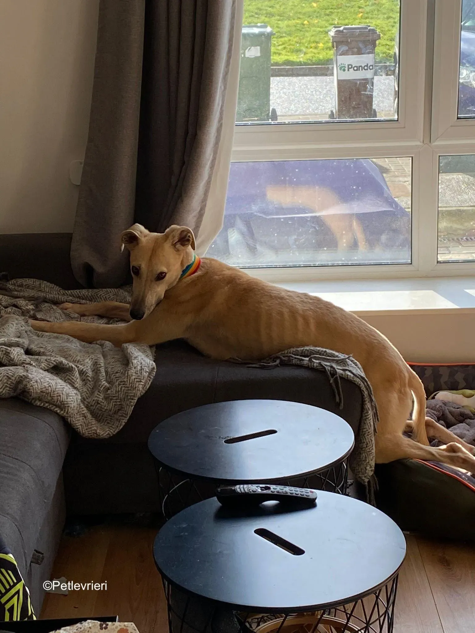 keith adozione levrieri greyhound 12