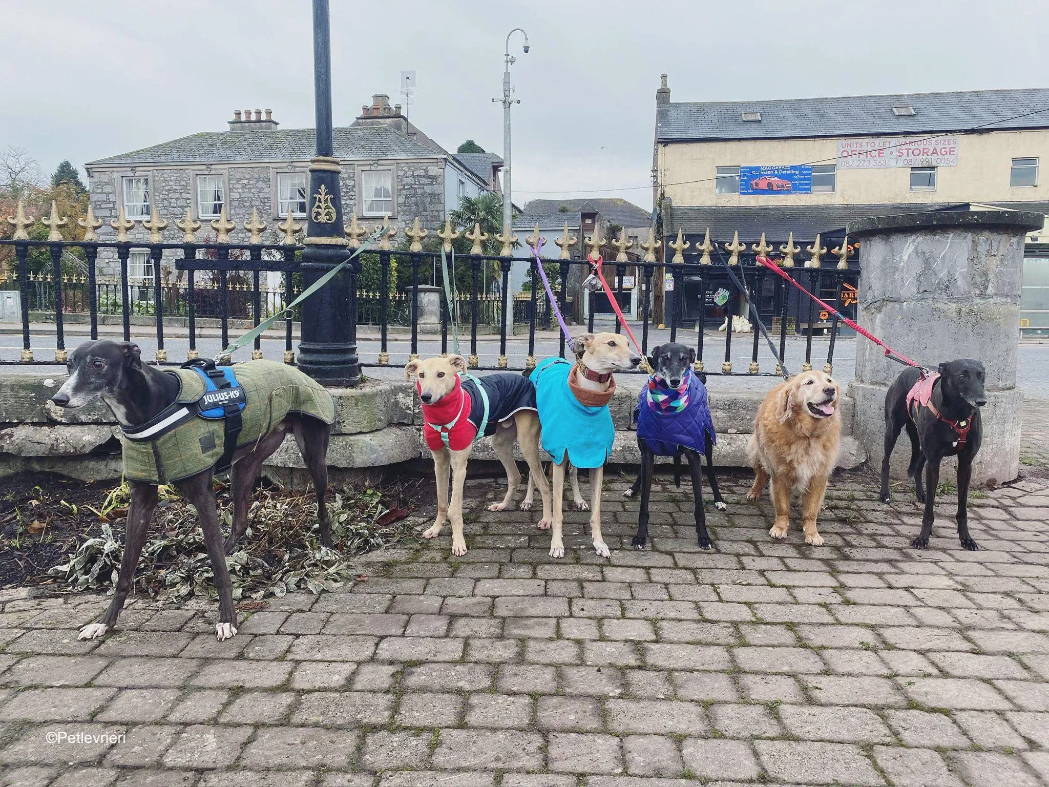 keith adozione levrieri greyhound 13