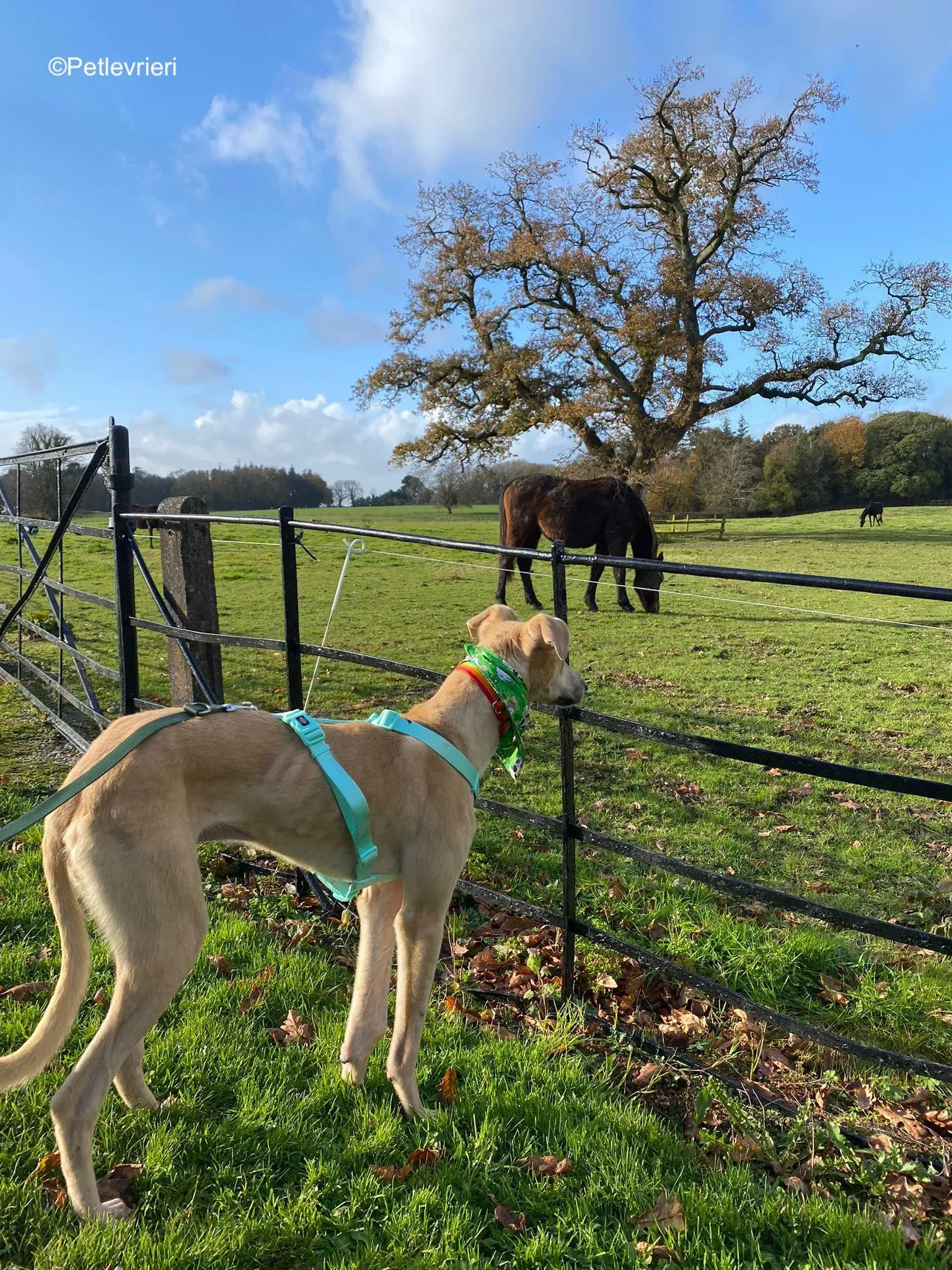 keith adozione levrieri greyhound 15