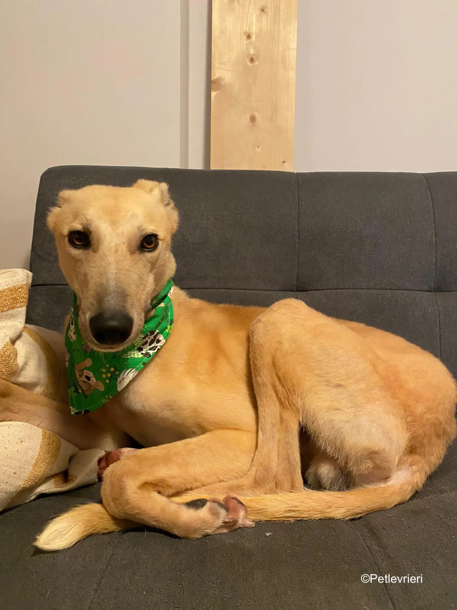 keith adozione levrieri greyhound 16