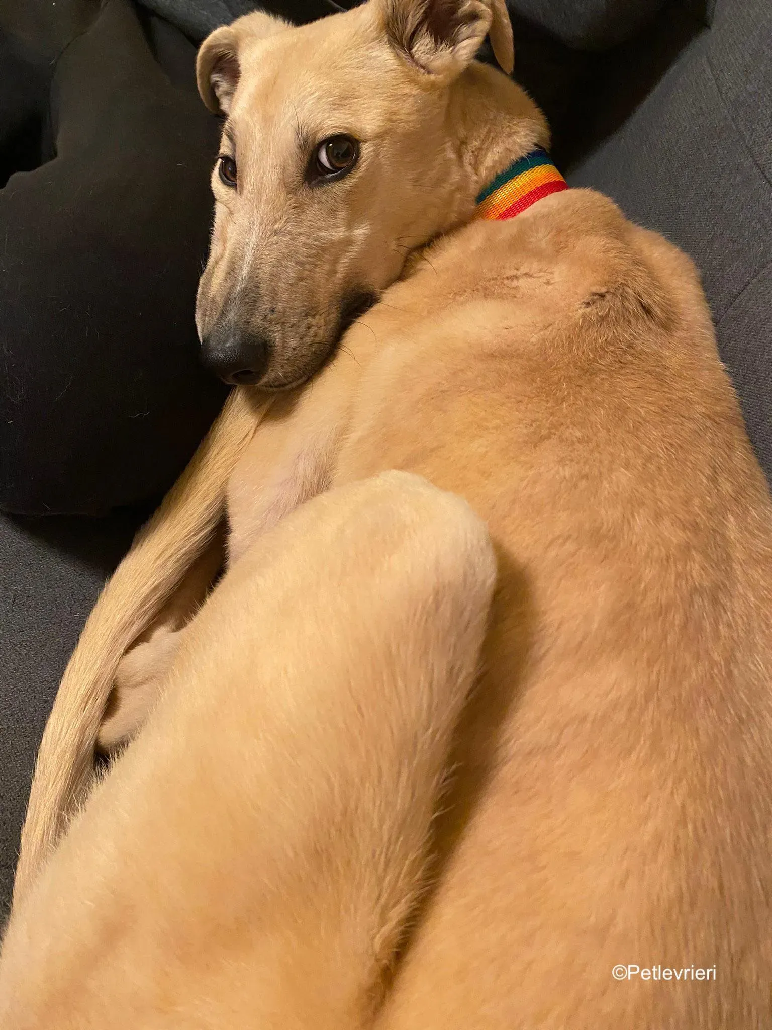 keith adozione levrieri greyhound 17