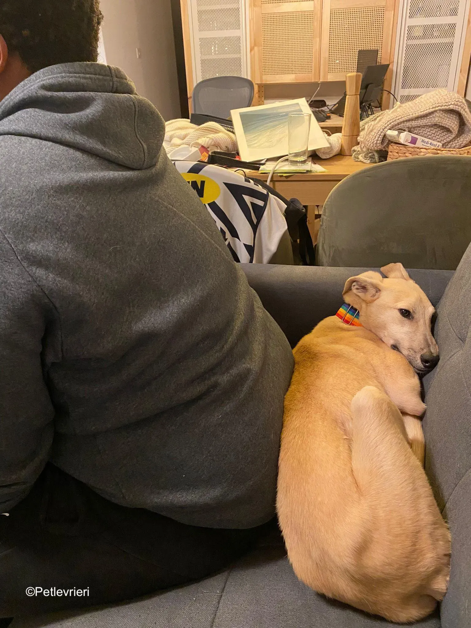 keith adozione levrieri greyhound 18