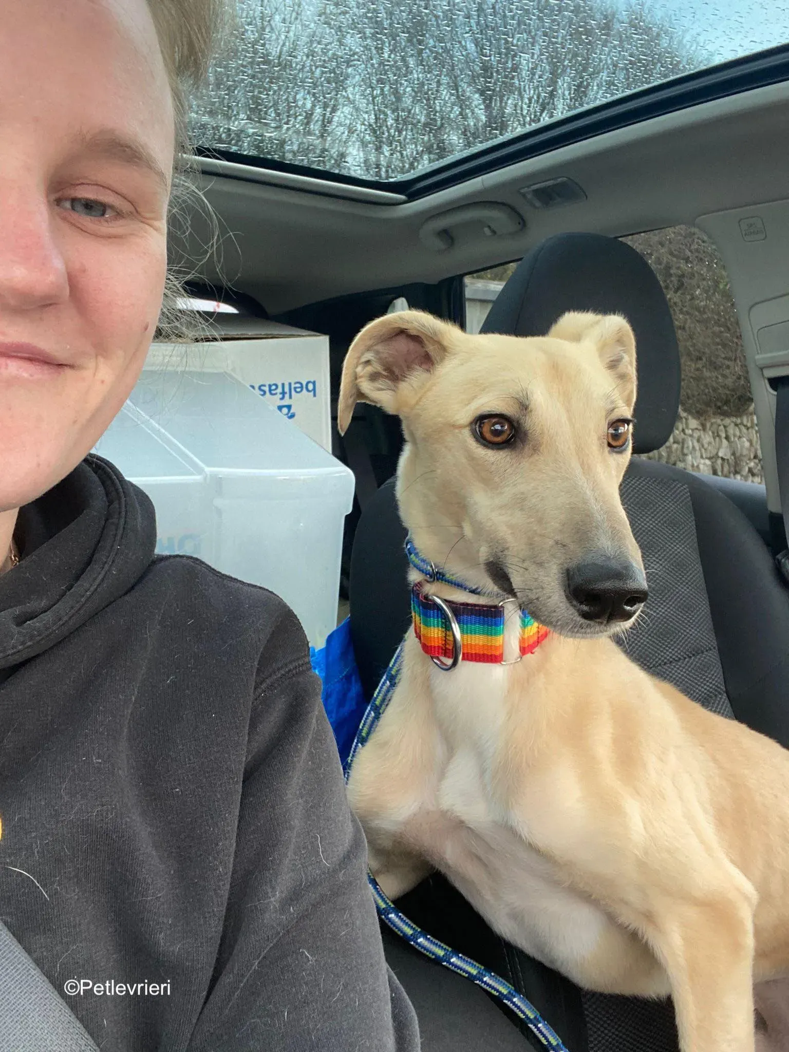 keith adozione levrieri greyhound 19