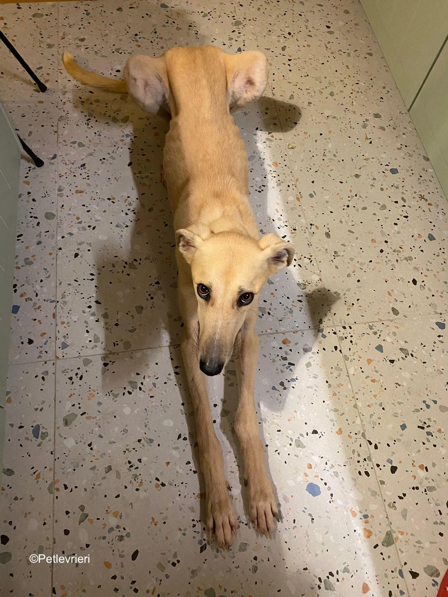 keith adozione levrieri greyhound 20