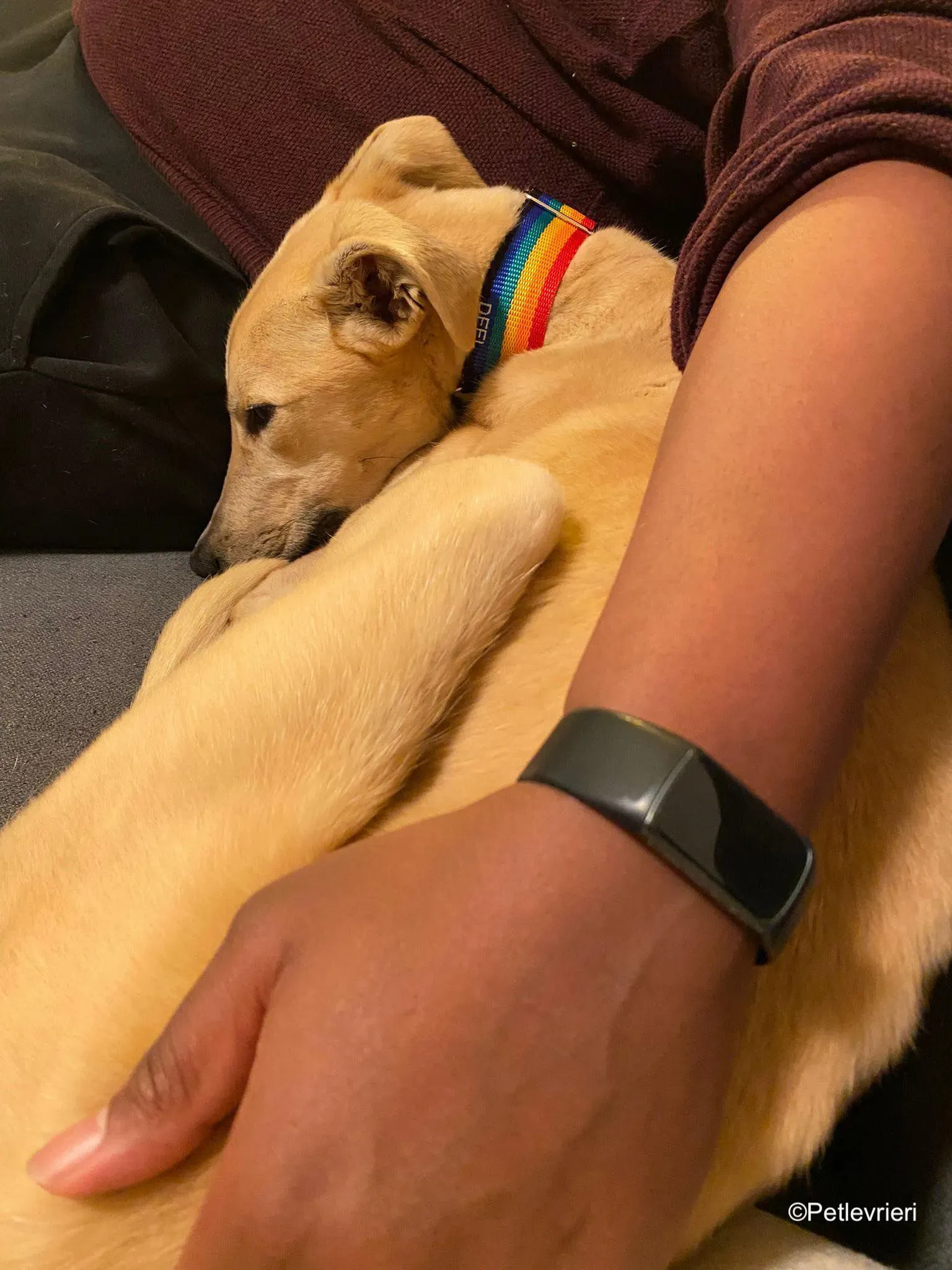 keith adozione levrieri greyhound 21