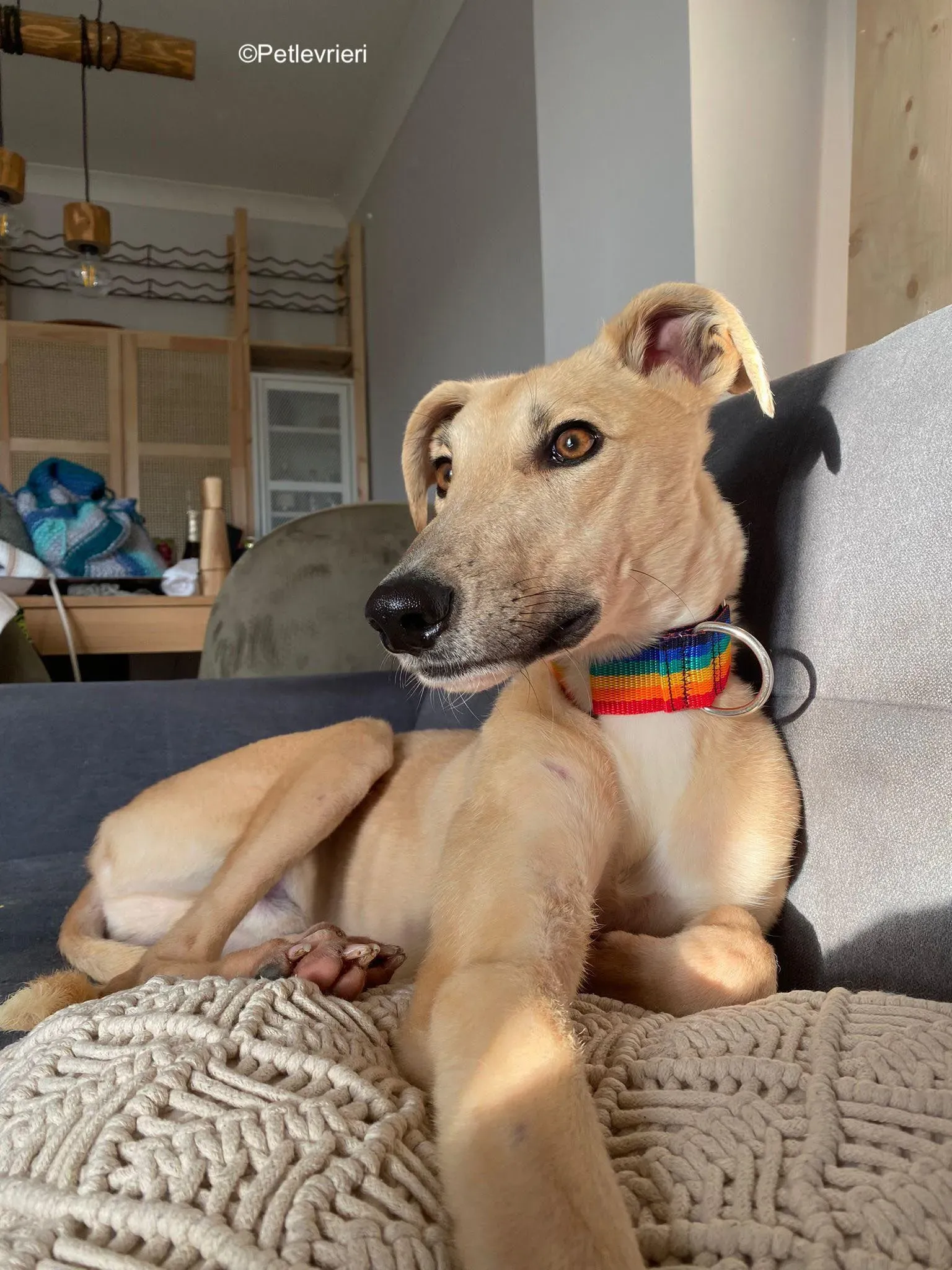 keith adozione levrieri greyhound 22