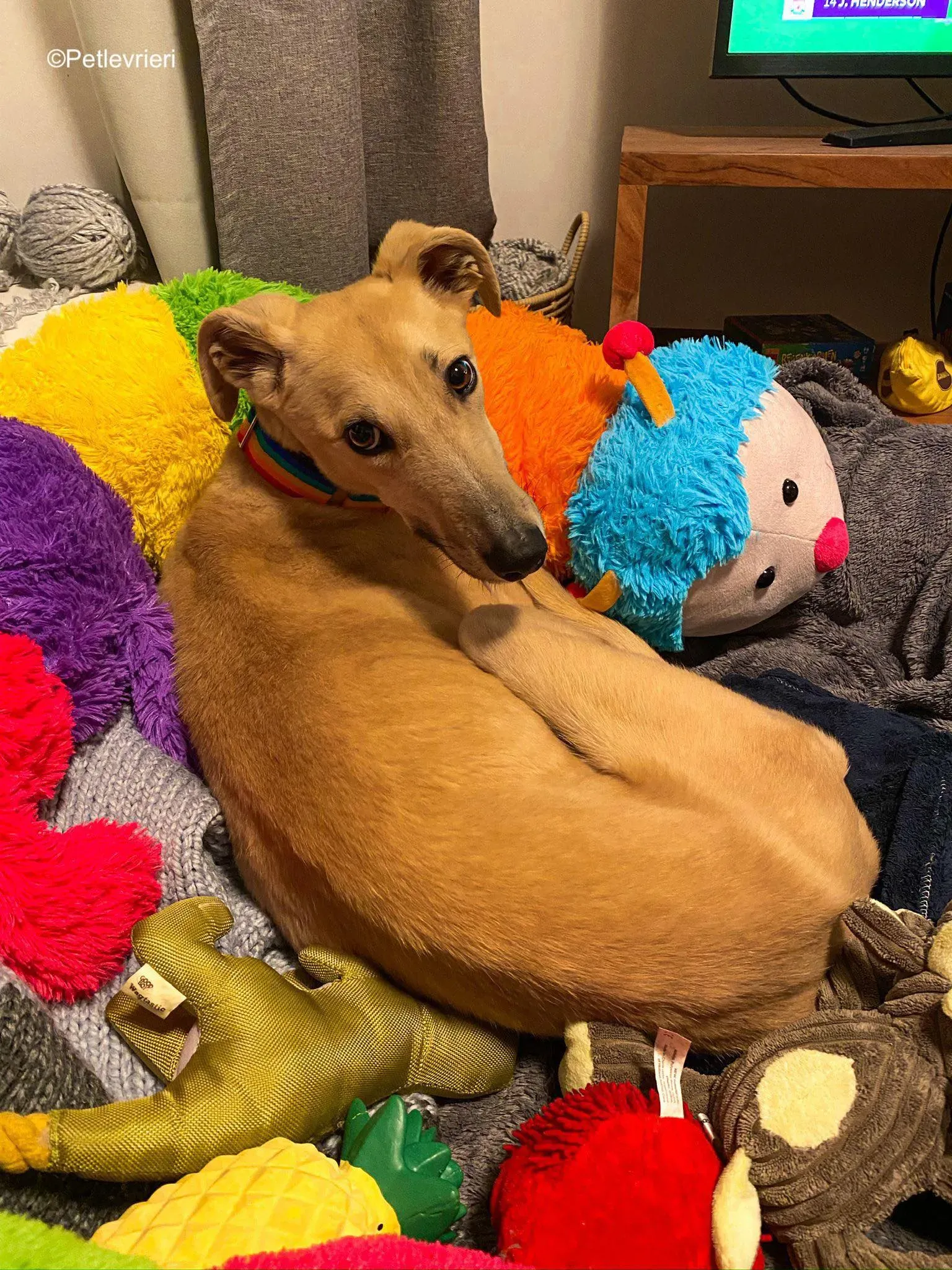 keith adozione levrieri greyhound 23