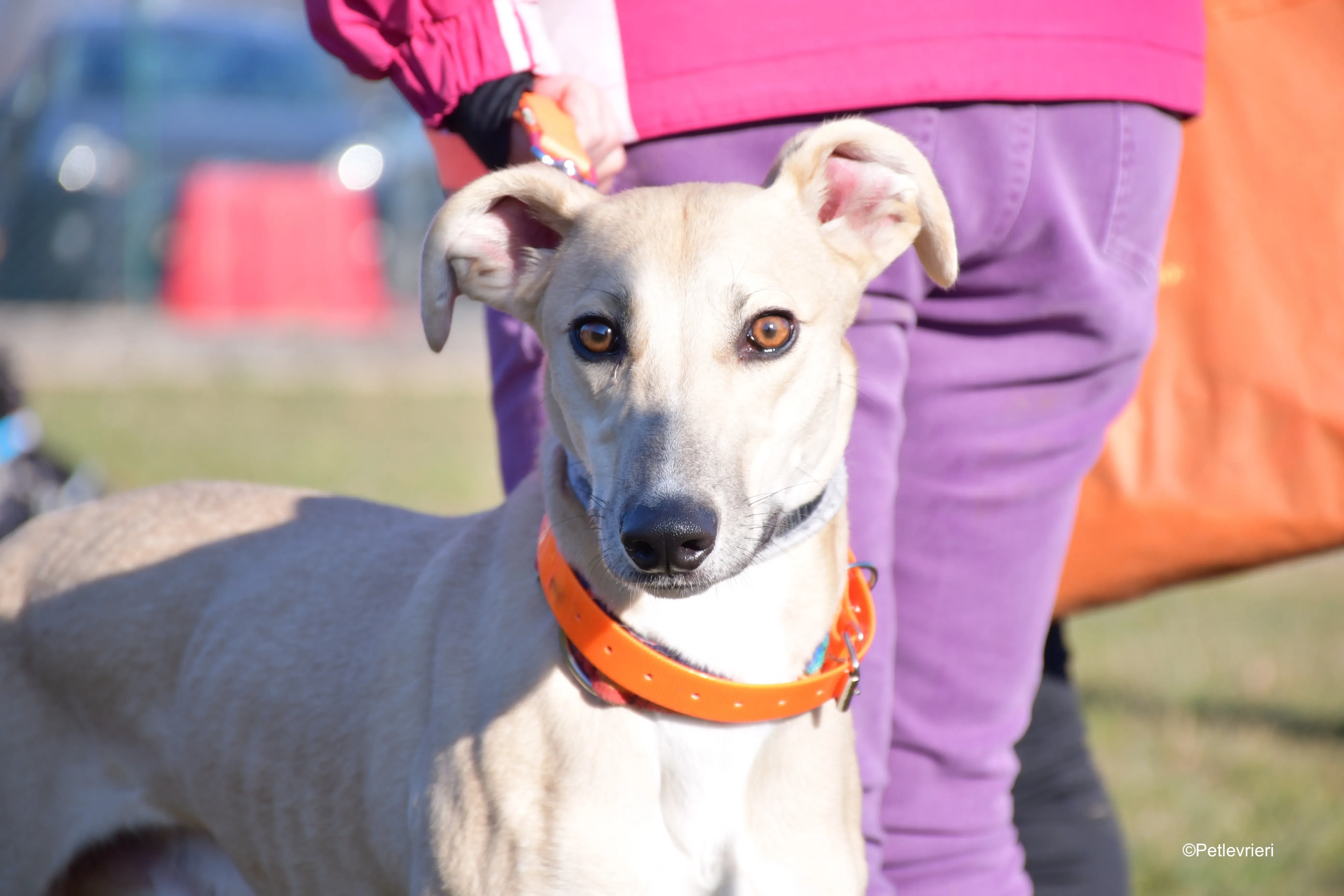 keith adozione levrieri greyhound 1