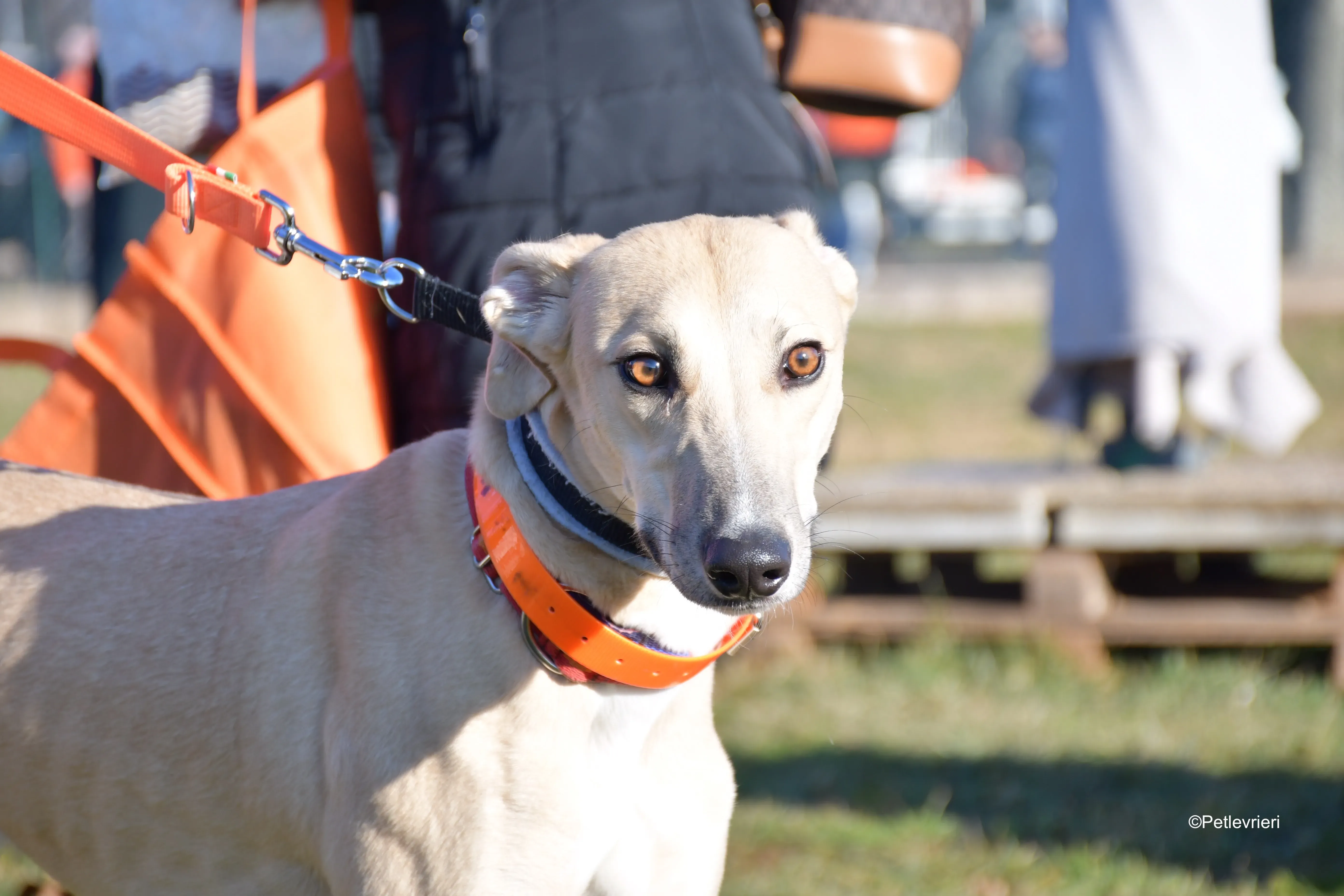 keith adozione levrieri greyhound 2