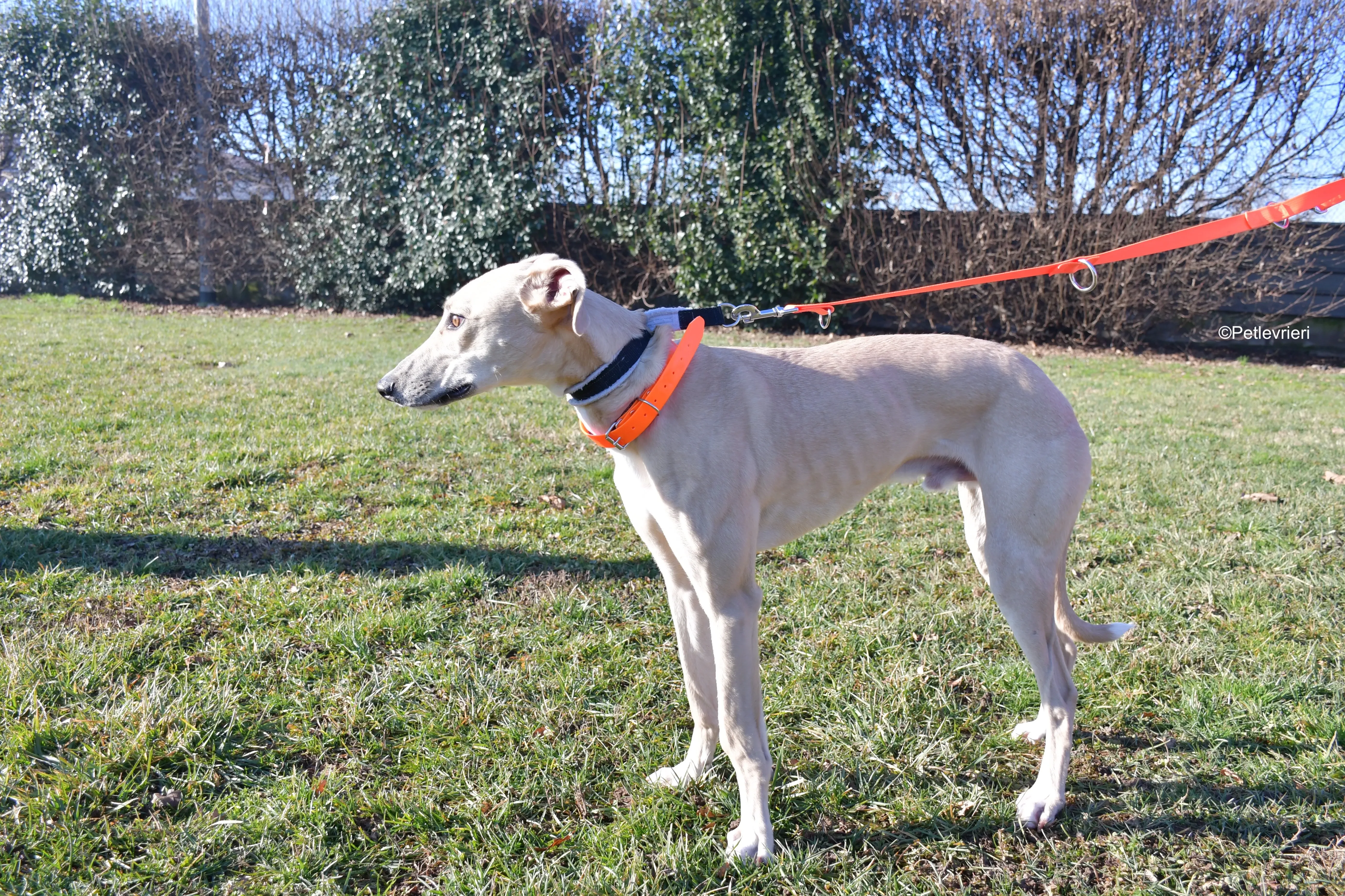 keith adozione levrieri greyhound 3